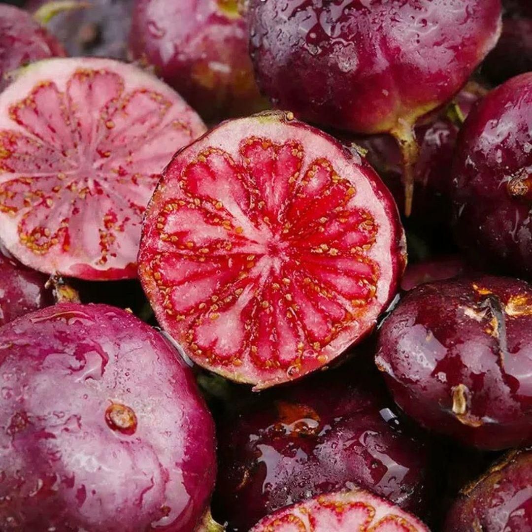 Red Berry Ginseng