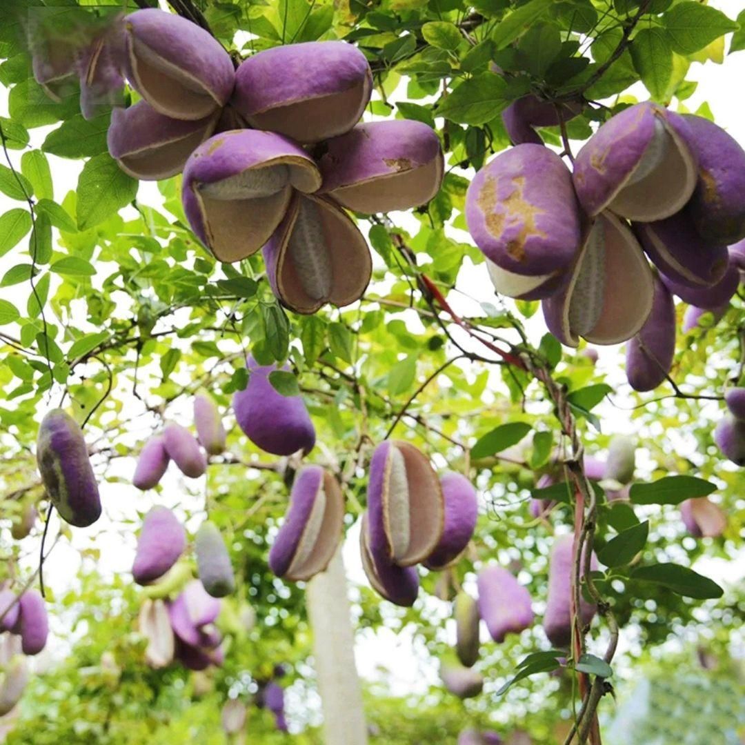 August Melon Seeds